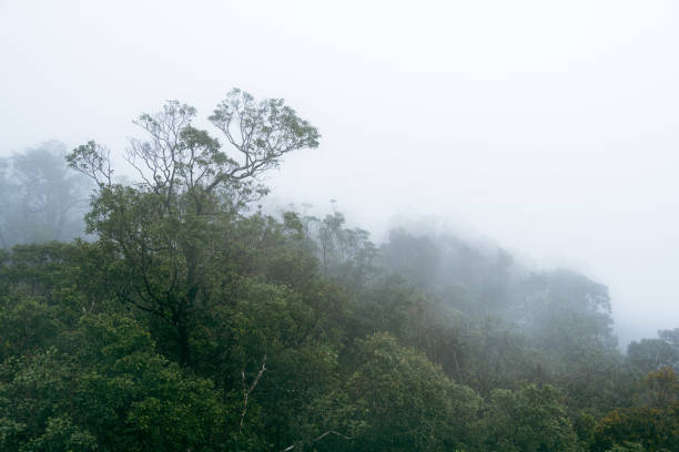 Discover the mysterious and marvellous foggy hilly landscape in the Ba Na Hills of Da Nang, Vietnam. This enchanting scene captures the serene beauty and mystical atmosphere of this breathtaking destination.