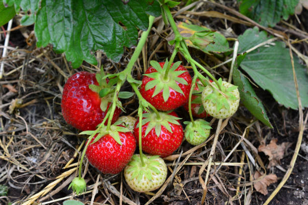 a cluster of strawberries that are on the ground