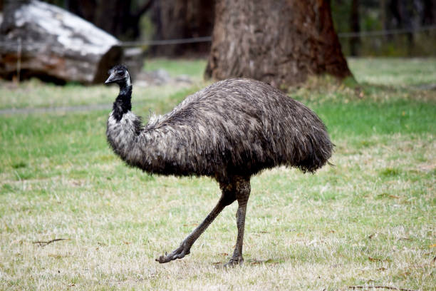 istock this is a side view of an emu 2158408604