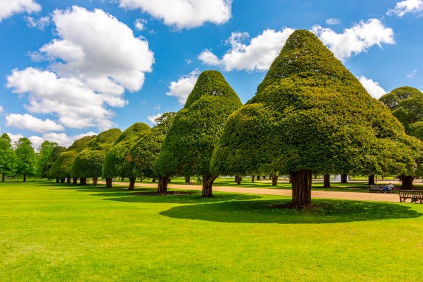 Beautiful clipped yew dome with clipped ehdge behind