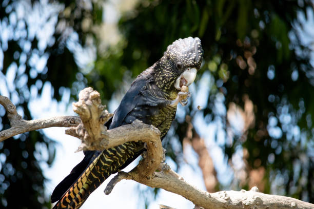 istock the red tailed black cockatoo is perched on a branch 2158408783