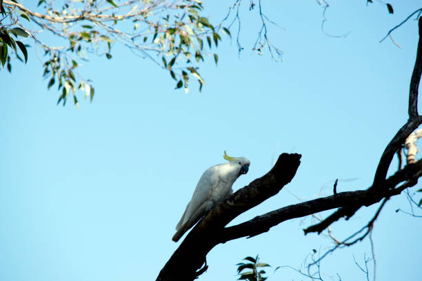 istock the sulphur crested cockatoo is a white bird with a yellow crest 2158409013