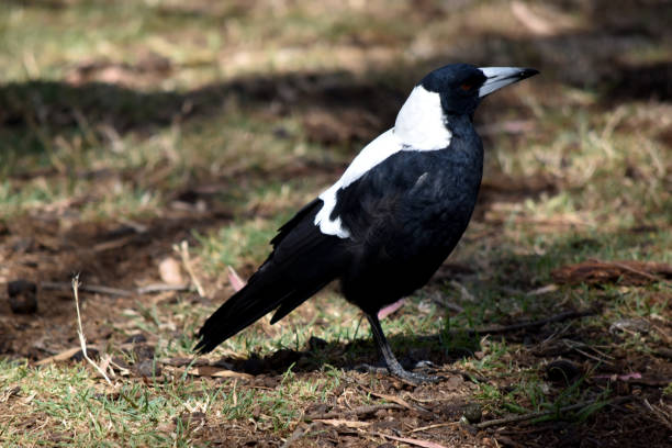 istock this is a side view of a magpie 2158409754