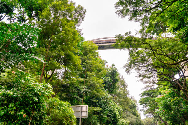 Henderson Waves Bridge in Singapore.