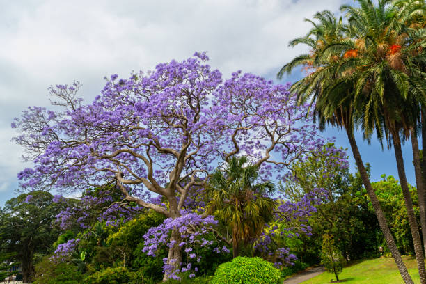 istock Jacaranda mimosifolia - blue jacaranda - tree, in full bloom on a beautiful summer's day at the Royal Botanic Gardens in Sydney, New South Wales, Australia 2158412206