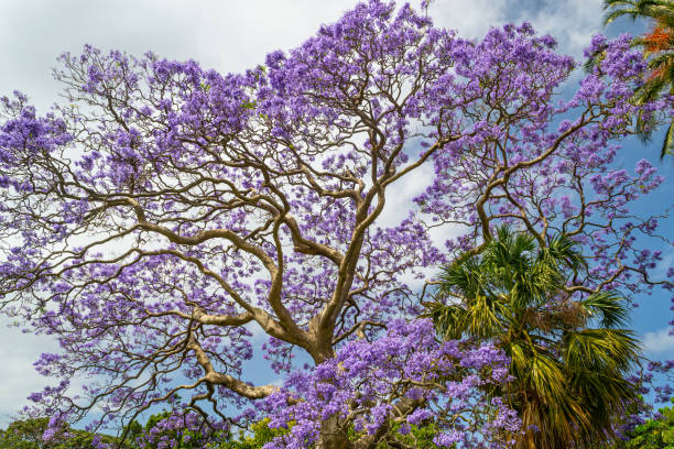 istock Jacaranda mimosifolia - blue jacaranda - tree, in full bloom on a beautiful summer's day at the Royal Botanic Gardens in Sydney, New South Wales, Australia 2158412209
