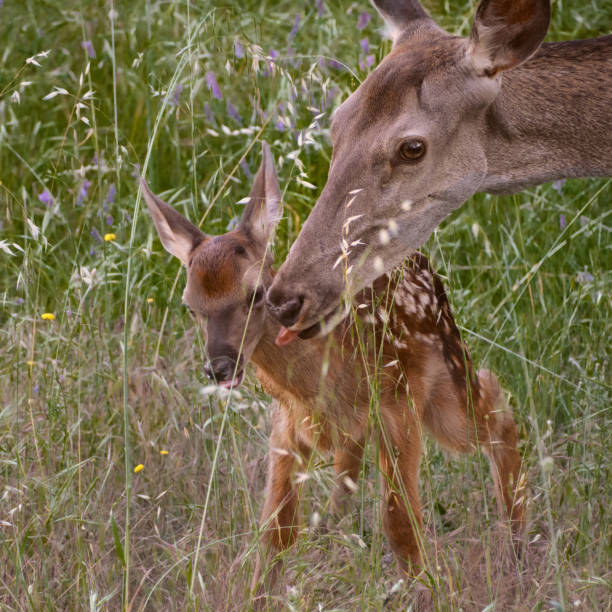 istock A doe and a fawn showing affection 2158415332