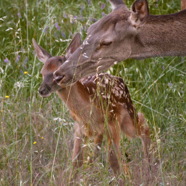 Moose calf, Alces alces, twins in summer, Quebec, Canada.