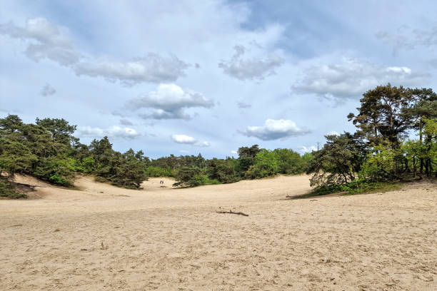 istock Small sanddrift in Loonse en Drunense Duinen nationlal park 2158415507