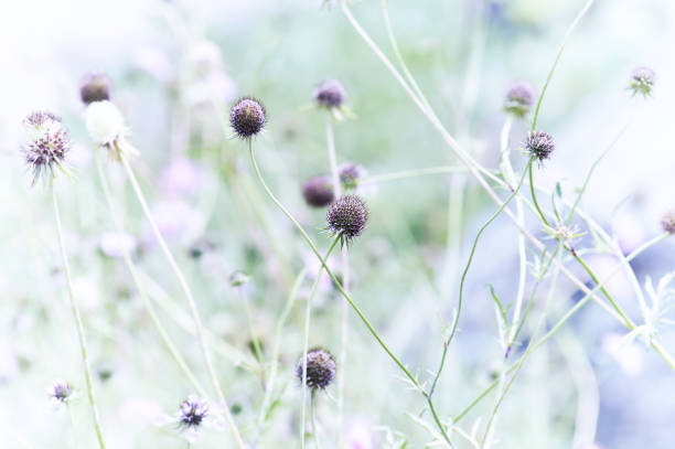 istock Nature background with spring flowers. Selective and soft focus. Close up. 2158415672