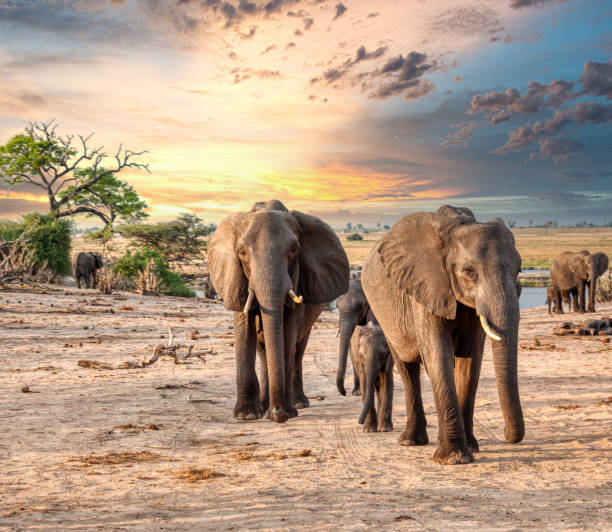 istock elephant family in the bush at sunset, Chobe Botswana 2158418977