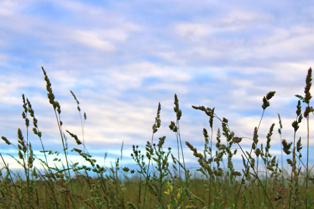 istock Sunset on the farm in Ohio USA 2158421390