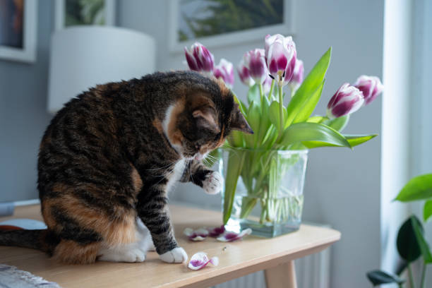 Curious domestic cat inspecting fallen tulip petals on table at home. Pet life concept.