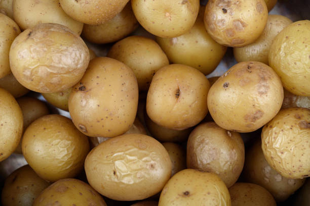 A full frame of boiled, unpeeled potatoes. Home cooking.