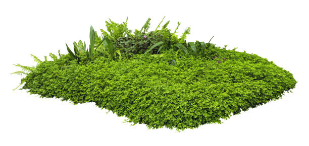 istock Tropical plant fern bush shrub tree isolated on white background with clipping path. 2158426590