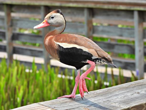 istock Black-bellied Whistling Duck (Dendrocygna autumnalis) - resting on a wood railing 2158428239