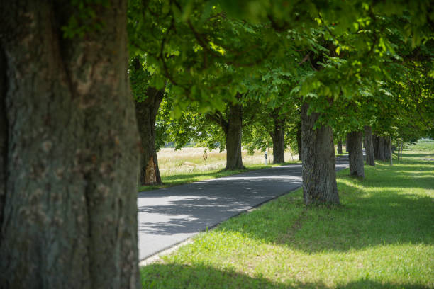 istock tree line and agricultural field on country side 2158428371