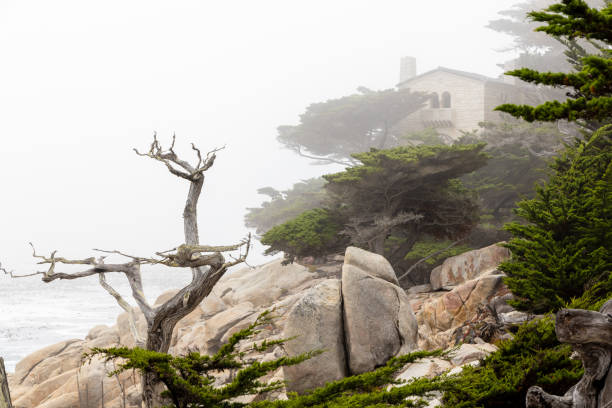 A captivating coastal landscape featuring the majestic ocean and towering fir trees along the scenic 17-Mile Drive in California
