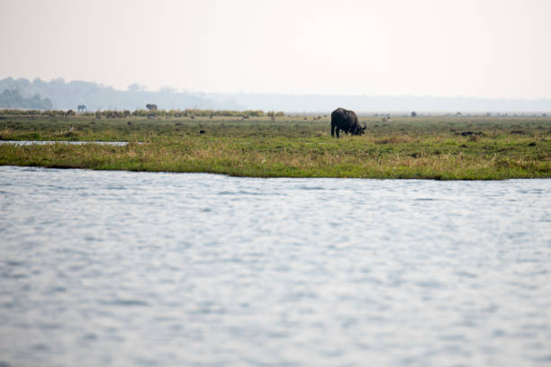 istock water buffalo at the riverside 2158429611