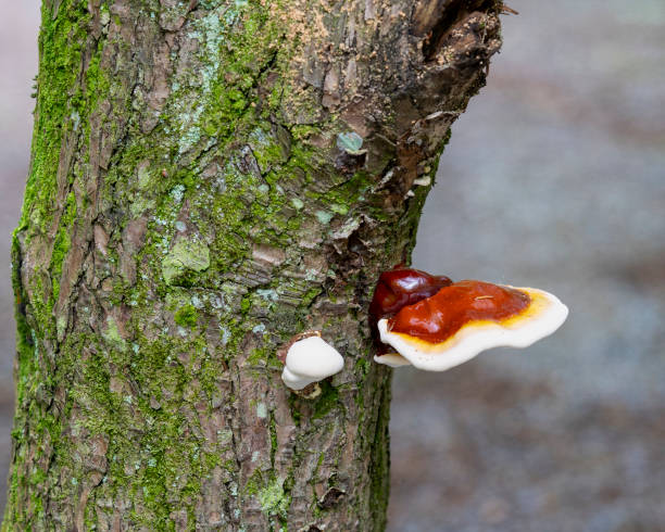 istock A shiny red hemlock varnish shelf mushroom, Ganoderma tsugae, growing on a hemlock tree in Roan Mountain State Park, Tennessee. Shows a young and mature mushroom. 2158430539