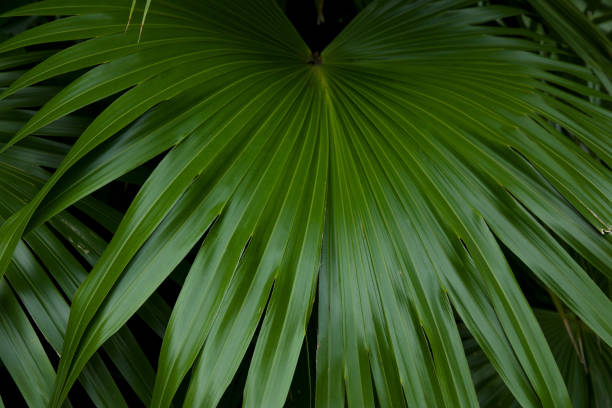 istock Green leaf, nature concept, background, leaf closeup. 2158430997