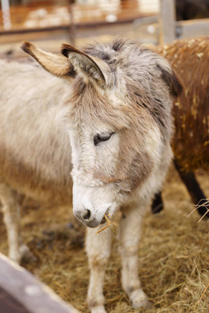 istock Donkey feeds on hay, showcasing its strength and elegance in the peaceful setting. Vertical photo 2158431579