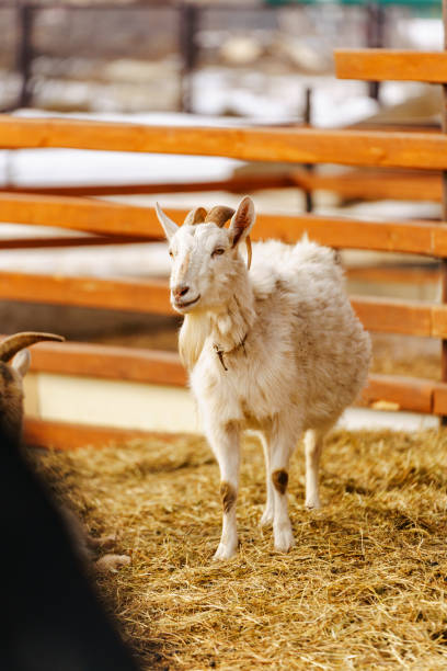 istock Goat peacefully grazing in field under the warm sunlight, showcasing its beauty and tranquility. 2158432164