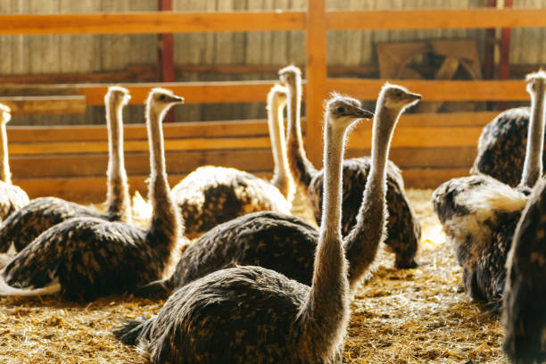 istock Ostrich stands tall and proud in a traditional barn setting, showcasing its impressive size and unique features. 2158432696