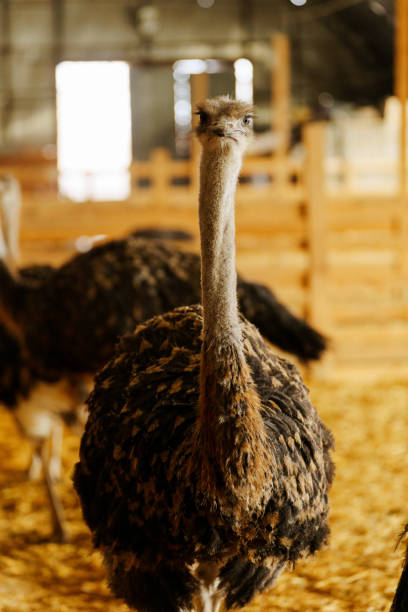 istock Ostrich stands tall and proud in a traditional barn setting, showcasing its impressive size and unique features. 2158432713