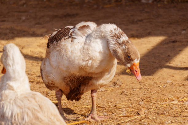 istock Geese strut about on a farm, their feathers tousled and bodies casting soft shadows 2158432976