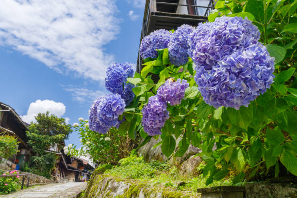istock Hydrangeas and Stone‐paved road of Magome-juku (Nakatsugawa City, Gifu Prefecture) 2158433609