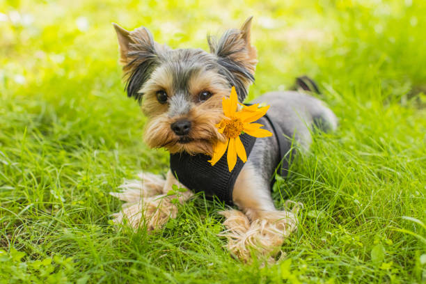 Yorkshire Terrier with flower.