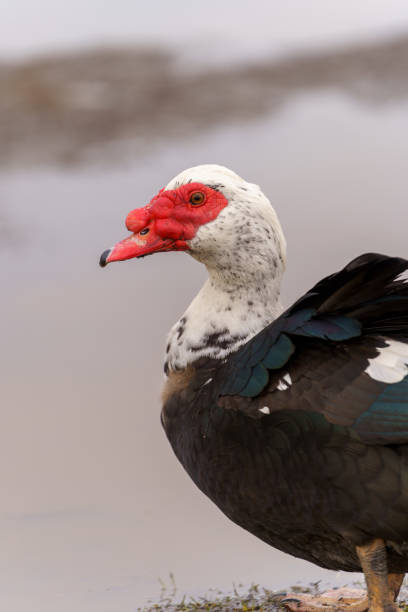 istock Muscovy Duck Foraging at Farmstead at Dusk. Selective focus. Vertical photo 2158433839