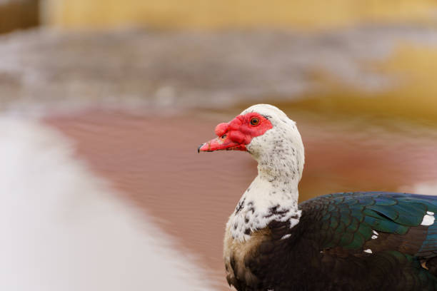 Muscovy Duck Foraging at Farmstead at Dusk. Selective focus