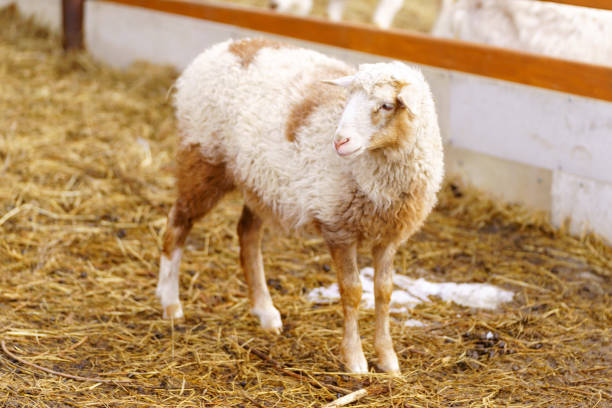 istock Sheep is standing proudly on a vast dry grass field in a farm setting 2158434261