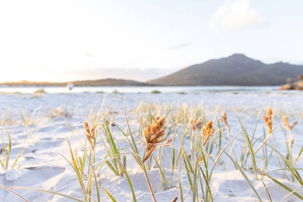 A close-up of beach grass illuminated by the warm light of sunrise, with a sandy beach and calm water in the background.