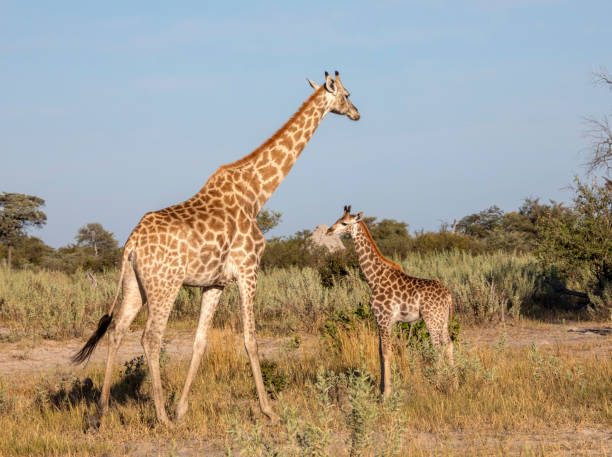 istock Mother Giraffe and Youngster 2158438810