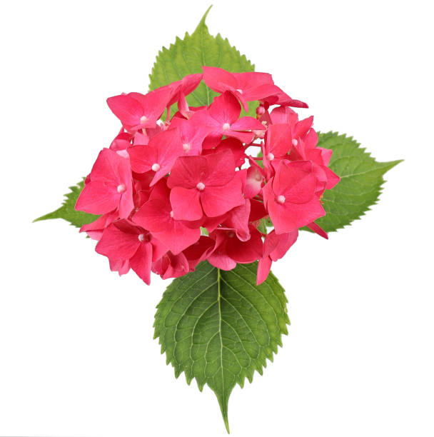 Top view of red hydrangea, known also as hortensia, isolated on white background. Its scientific name is Hydrangea Macrophylla.