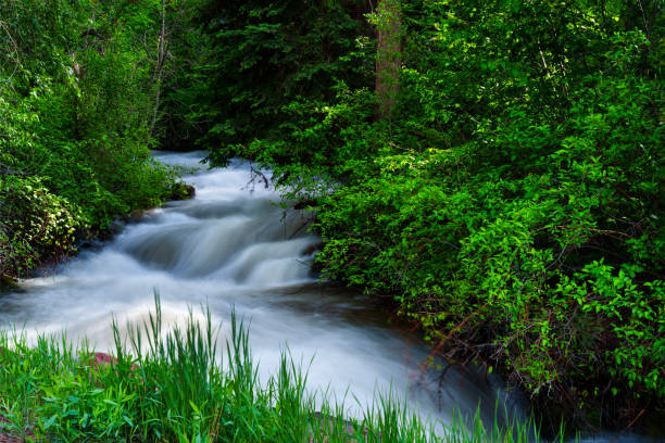 Creek Flowing Through Forest in Summer - Mountain creek flowing through canyon in wilderness area. Soft silky water stream and lush green foliage.