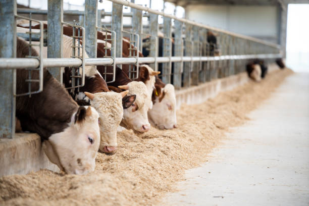istock Dairy farm cows indoor in the shed 2158439372