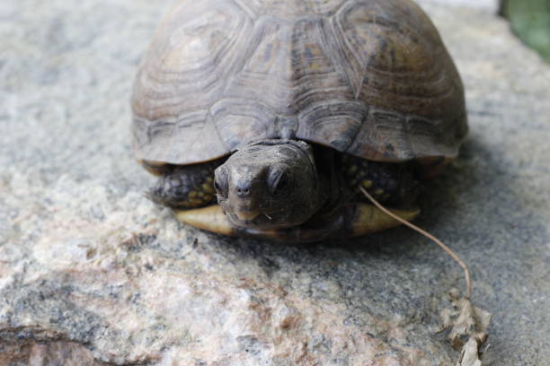Two turtles are laying on a rock. One of them is facing the camera. The other turtle is laying on the ground