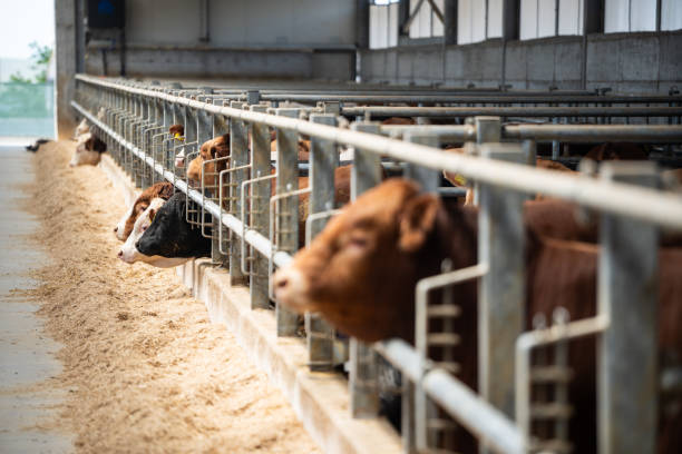 istock Dairy farm cows indoor in the shed 2158439668