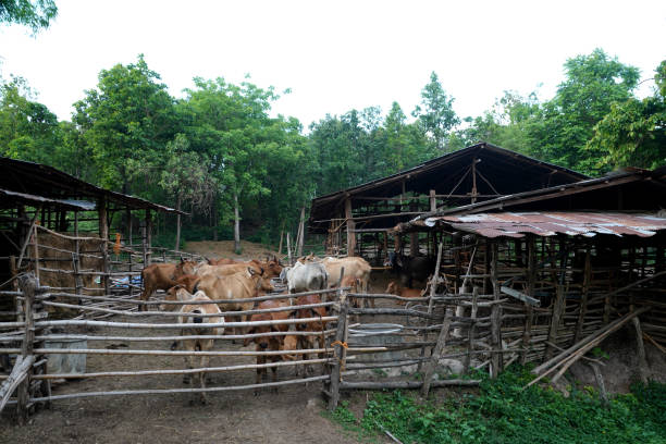 Cow farm in rural Thailand