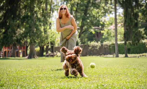 Joyful woman plays fetch with her energetic Maltipoo in lush park. Dog, captured mid-run with ears flapping, eagerly chases after tennis ball. Sunlight filters through trees during perfect day. mujer alegre juega a buscar con su enérgico maltipoo en un parque exuberante. el perro, capturado a mitad de carrera con las orejas agitadas, persigue ansiosamente la pelota de tenis. la luz del sol se filtra a través de los árboles durante un día perf