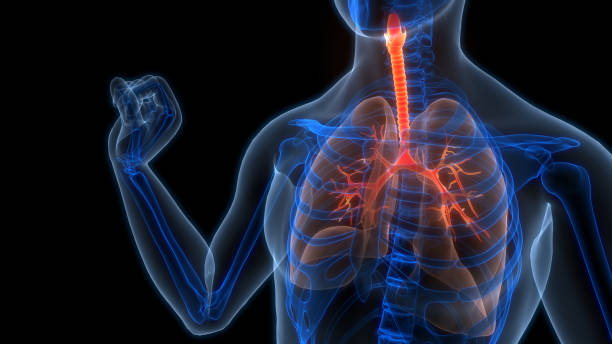 istock Human Respiratory System Lungs Anatomy 2158440482