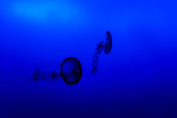 Pair of jellyfish swimming in the deep blue sea, highlighting marine life and tranquility.