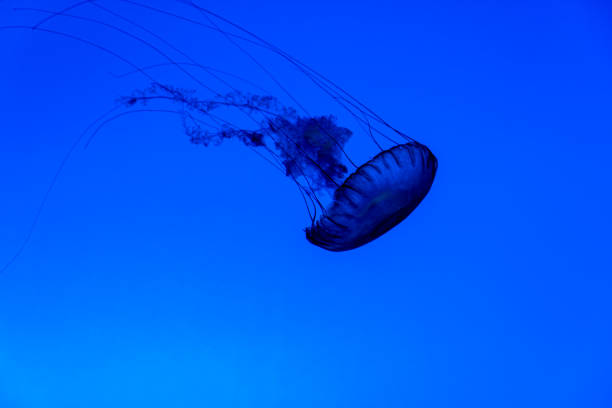 A solitary blue jellyfish gracefully swimming in the deep ocean, highlighting its delicate tentacles and serene movement.