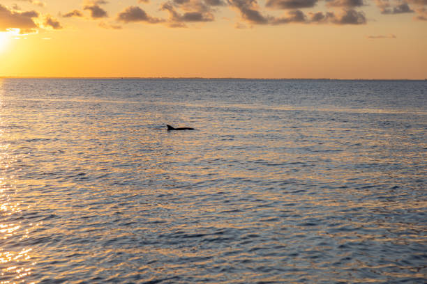 istock Dolphin Swimming in the Ocean at Sunset 2158441373