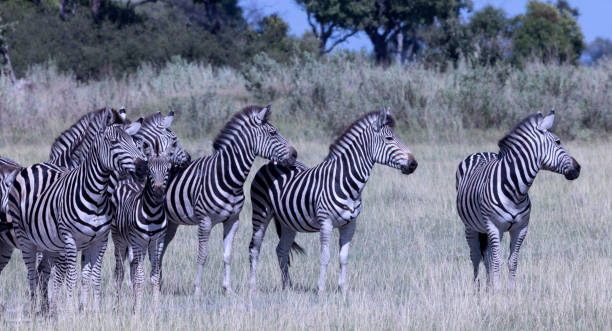 Taken in the Okavango Delta, Botswana