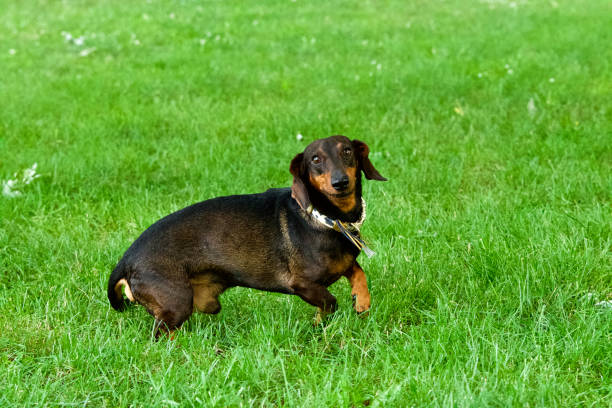 Side view of a cute brown and tan dachshund looking at camera on a garden.
